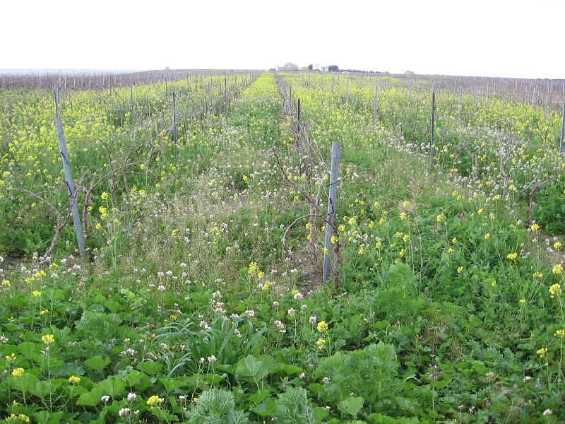 fiori in vigneto - Brassicacea